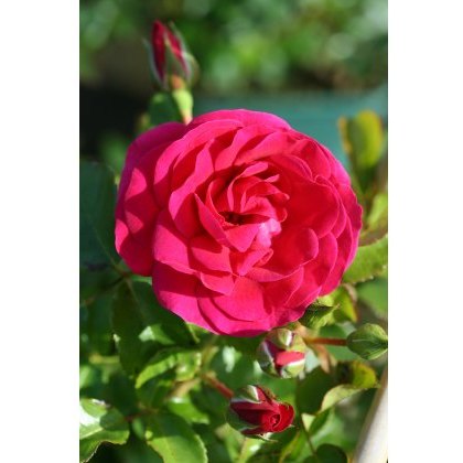Rose Truly Loved 3Ldp Rose Truly Loved 3Ldp