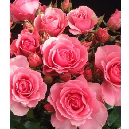 Rose Youre Beautiful 3Ldp / 5Ldp (ROTY13) Rose Youre Beautiful 3Ldp / 5Ldp (ROTY13)