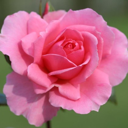 Rose Youre Beautiful 3Ldp (ROTY13) Rose Youre Beautiful 3Ldp (ROTY13)
