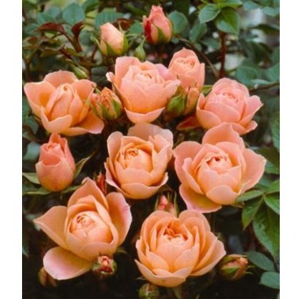 Rose Sweet Dream 3Ldp / 5Ldp Rose Sweet Dream 3Ldp / 5Ldp