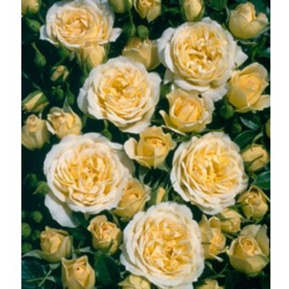 Rose Sweet Memories 3Ldp / 5Ldp Rose Sweet Memories 3Ldp / 5Ldp