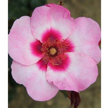 Rose Bright as a Button 3Ldp Rose Bright as a Button 3Ldp