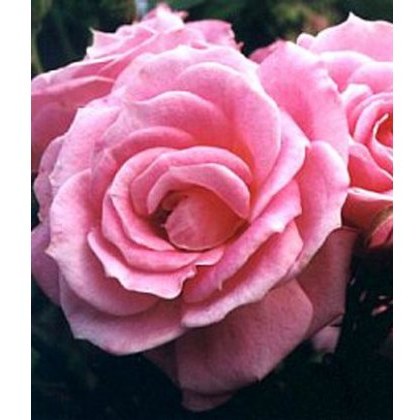 Rose Carefree Days 3Ldp Rose Carefree Days 3Ldp