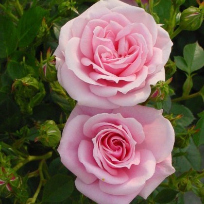 Rose Diamond Wishes 3Ldp Rose Diamond Wishes 3Ldp