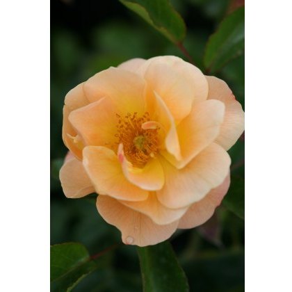Rose Flower Carpet Amber 3Ldp Rose Flower Carpet Amber 3Ldp