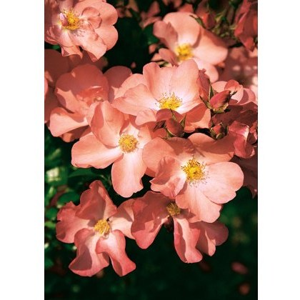 Rose Flower Carpet Coral 3Ldp Rose Flower Carpet Coral 3Ldp