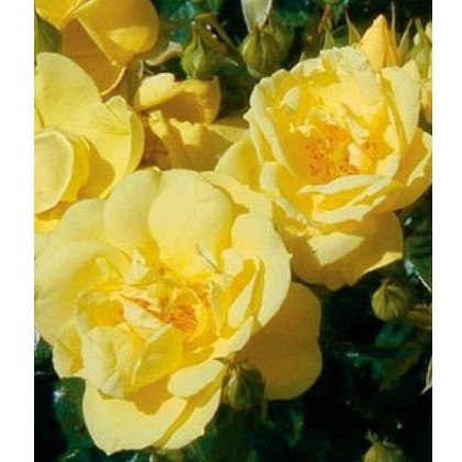 Rose Flower Carpet Gold 3Ldp Rose Flower Carpet Gold 3Ldp