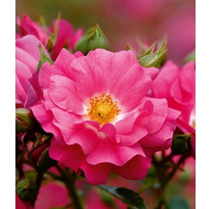 Rose Flower Carpet Pink 3Ldp Rose Flower Carpet Pink 3Ldp
