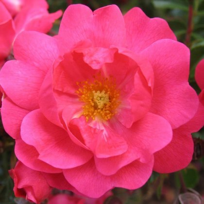 Rose Flower Carpet Pink Supreme 3Ldp Rose Flower Carpet Pink Supreme 3Ldp