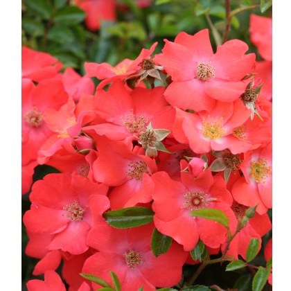 Rose Flower Carpet Sunset 3Ldp Rose Flower Carpet Sunset 3Ldp