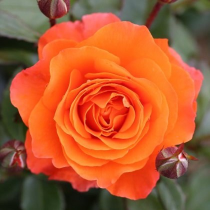 Rose For You With Love 3Ldp Rose For You With Love 3Ldp
