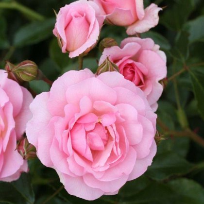 Rose Happy Retirement 3Ldp Rose Happy Retirement 3Ldp