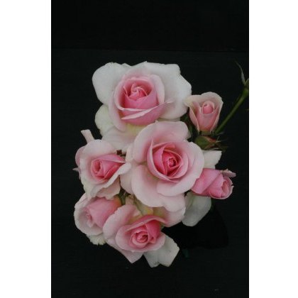 Rose Let There Be Love 3Ldp Rose Let There Be Love 3Ldp