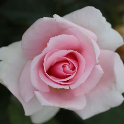 Rose Let There Be Love 3Ldp