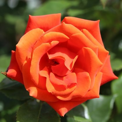 Rose One Love 3Ldp Rose One Love 3Ldp
