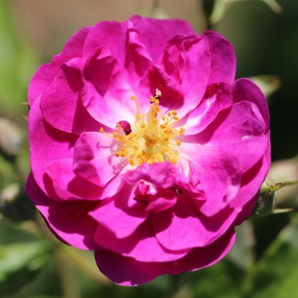 Rose Purple Skyliner 4Ldp Rose Purple Skyliner 4Ldp