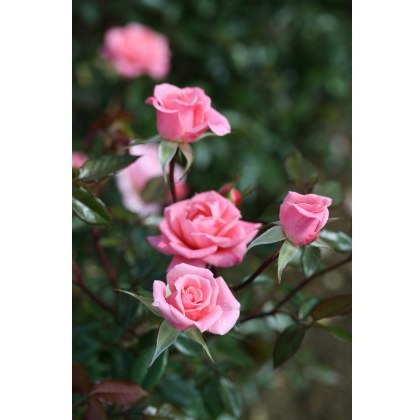 Rose Star Performer 4Ldp Rose Star Performer 4Ldp