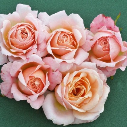 Rose Peachy 3Ldp Rose Peachy 3Ldp