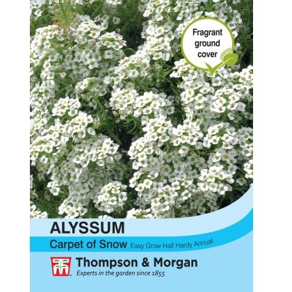 Alyssum Carpet of Snow