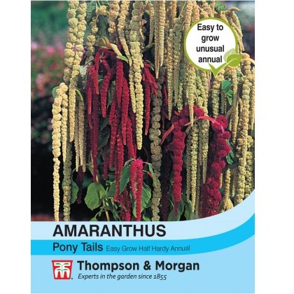 Amaranthus Pony Tails