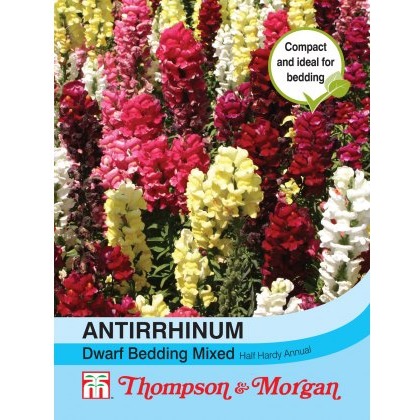 Antirrhinum Dwarf Bedding Mixed
