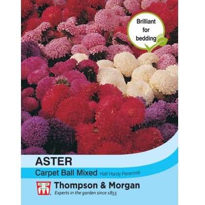 Aster Carpet Ball Mixed