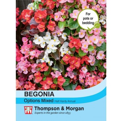 Begonia semperflorens Options Mixed