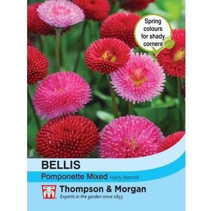 Bellis Pomponette Mixed