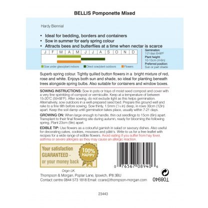 Bellis Pomponette Mixed