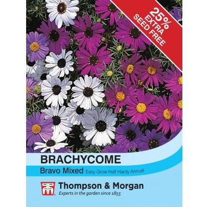 Brachycome Bravo