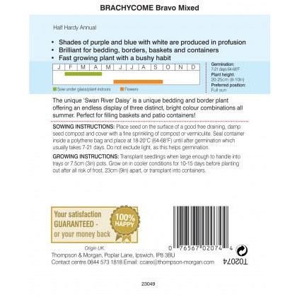 Brachycome Bravo