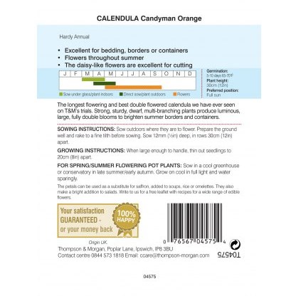 Calendula Candyman Orange