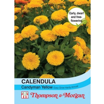 Calendula Candyman Yellow