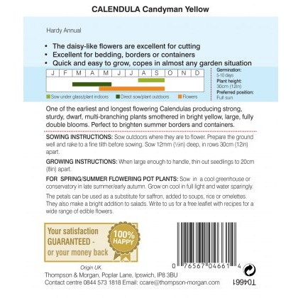 Calendula Candyman Yellow