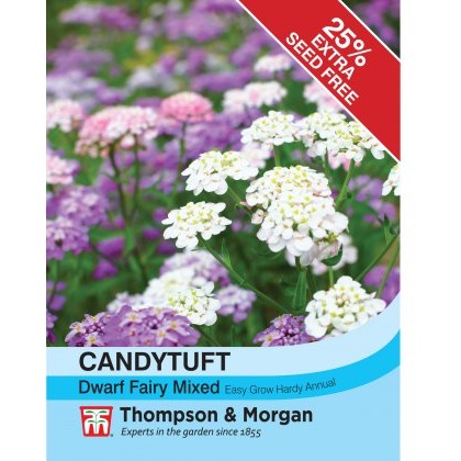 Candytuft Dwarf Fairy Mixed