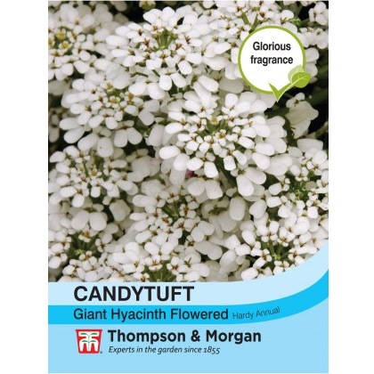 Candytuft Giant Hyacinth Flowered