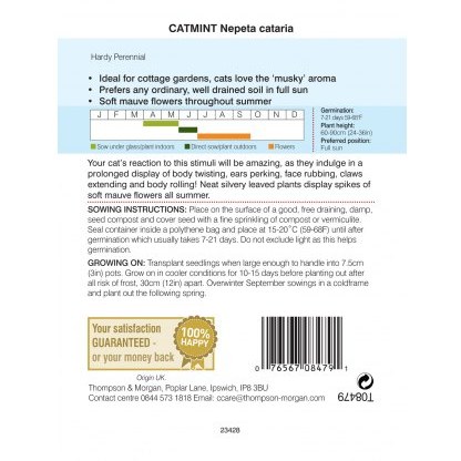Catmint