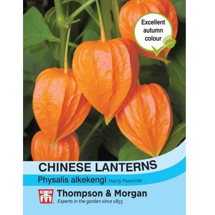 Chinese Lanterns (Physalis gigantea)