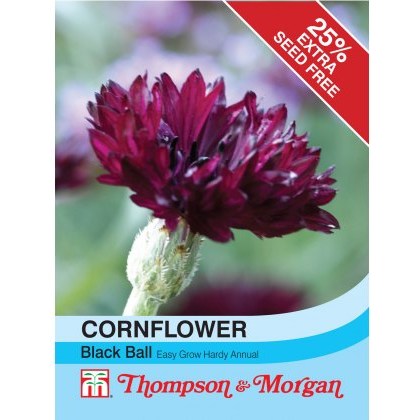 Cornflower Black Ball