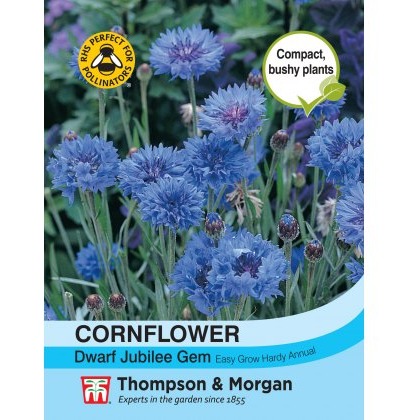 Cornflower Dwarf Jubilee Gem