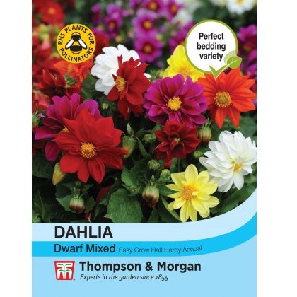 Dahlia Dwarf Mixed