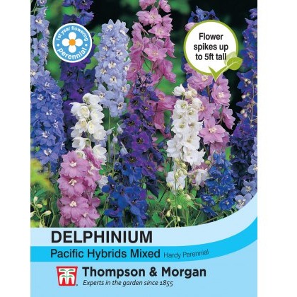 Delphinium Pacific Hybrids Mixed
