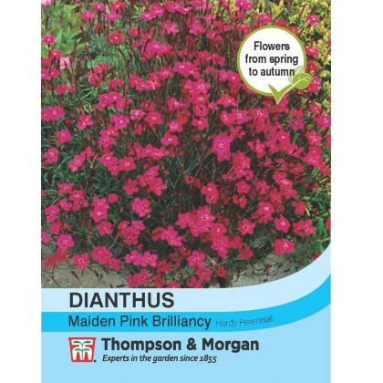 Dianthus Maiden Pink Brilliancy