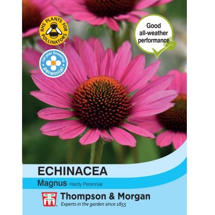 Echinacea purpurea magnus