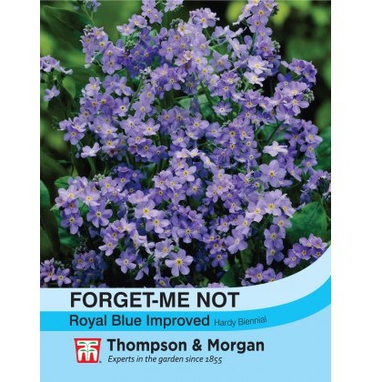 Forget-me-not Royal Blue Improved