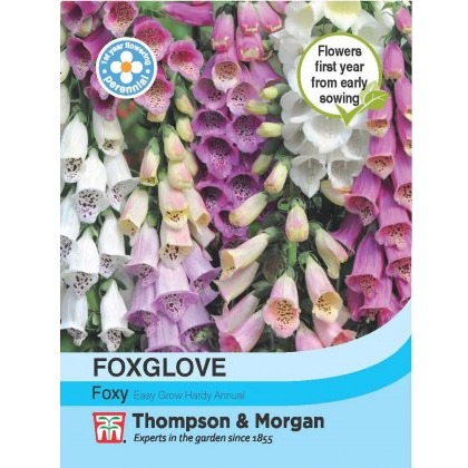 Foxglove Foxy