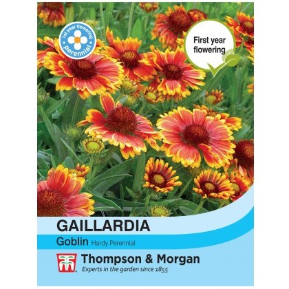 Gaillardia Goblin