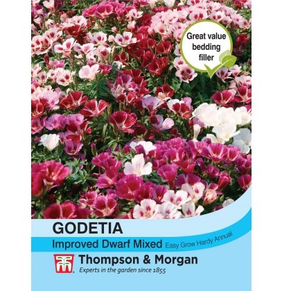 Godetia Improved Dwarf Mixed