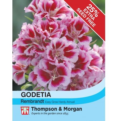 Godetia Rembrandt