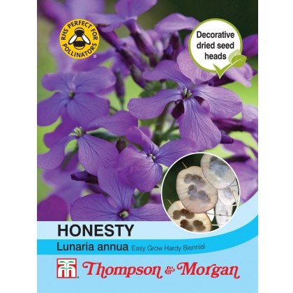 Honesty (Lunaria or Silver Dollar)